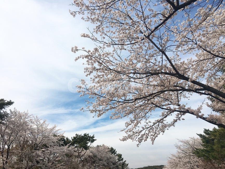벚꽃,하늘,구름,나무,꽃나무,봄,계절,체리블라섬,cherryblossom,bloom,blossom,spring,꽃,flower,flowerplant,tree,sky,cloud,구름낀,아름다운,자연,외출