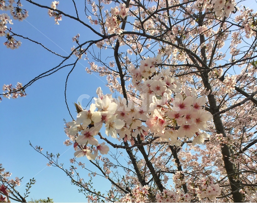 봄,꽃,계절,식물,야외,풍경,색상,벚꽃,분홍,나무,봄,계절,spring,season,식물,자연,plants,nature,꽃,flower,plant,blossom