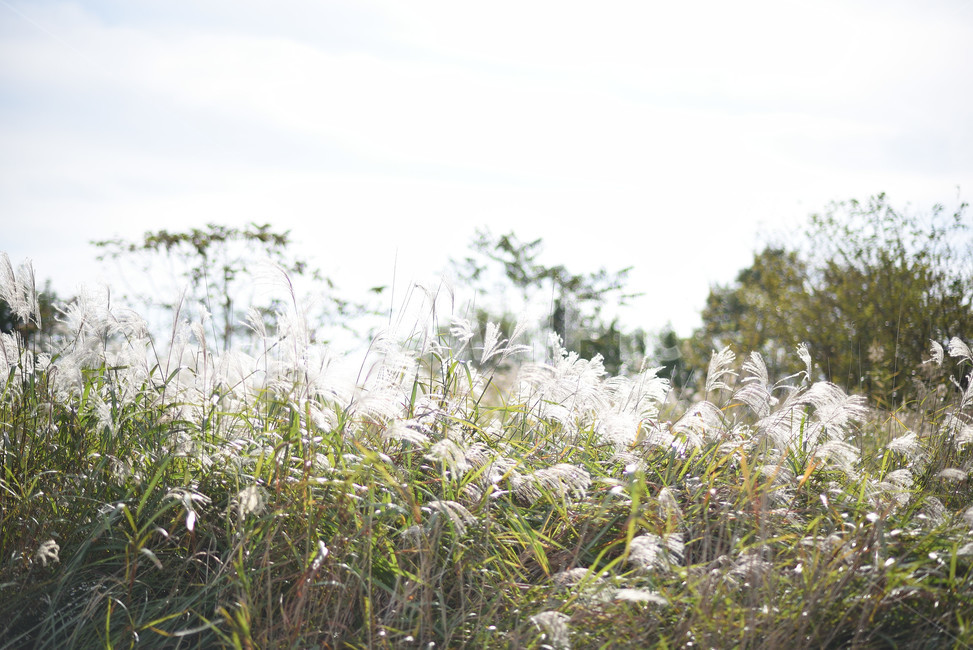 억새,식물,자연,풍경,갈대,가을,계절,fall,autumn,season,식물,자연,plants,nature,grass,잔디,plant,potted plant,화분,vase,병 장식,jar,항아리,pottery,도기류