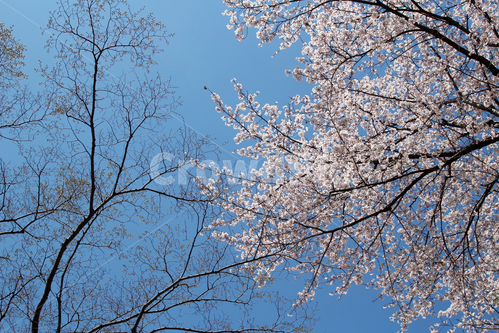 벚꽃,사쿠라,cherryblossom,봄,꽃,봄꽃,자연,봄,계절,spring,season,자연,풍경,nature,landscape,plant,식물,blossom,cherry blossom,flower
