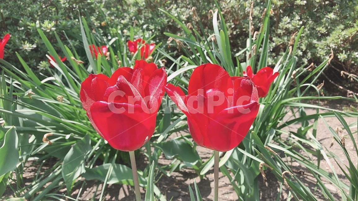 자연,초록,푸른잎,빨간,red,green,그리너리