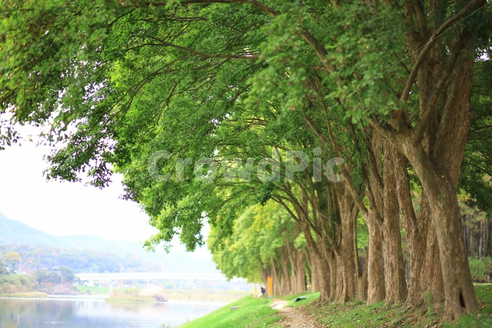 가을,만추,송호리,풍경,자연풍경,식물,놀이공원,유원지,자연,풍경,nature,landscape,식물,plants,나무,trees,wood,tree,plant