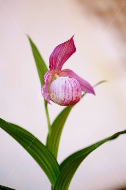 복주머니난,개불알꽃,야생화,봄,계절,꽃,복주머니난초,희귀종,nature,plants,flower
