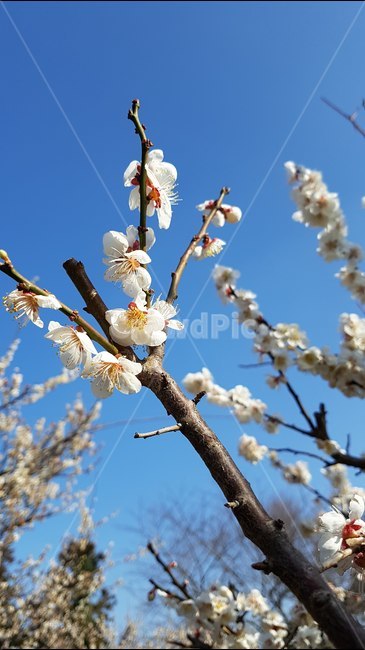매화,나무,꽃,봄,제주,하늘,봄,계절,spring,season,식물,자연,plants,nature,꽃,flower,plant,blossom