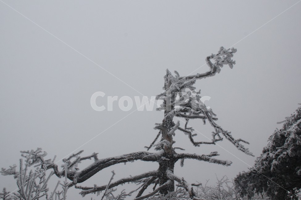 산,설경,풍경,겨울,나무,겨울,계절,winter,season,식물,자연,plants,nature,나무,trees,wood