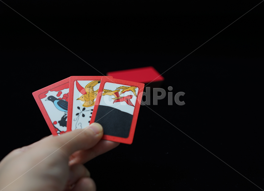 화투,화투패,고스톱,한국전통,도박,게임,놀이,고도리,하나후다,화투장,맞고,한국전통,한국문화,korean traditional,korean culture,게임,오락,놀이,game,play