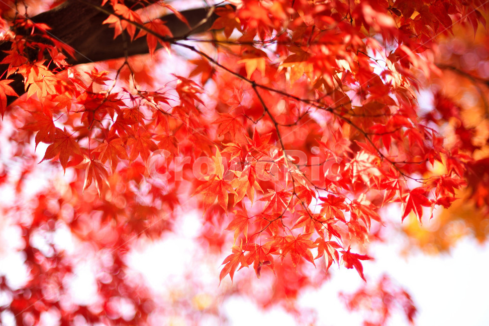 단풍,단풍잎,식물,단풍나무,가을,붉은,가을,계절,fall,autumn,season