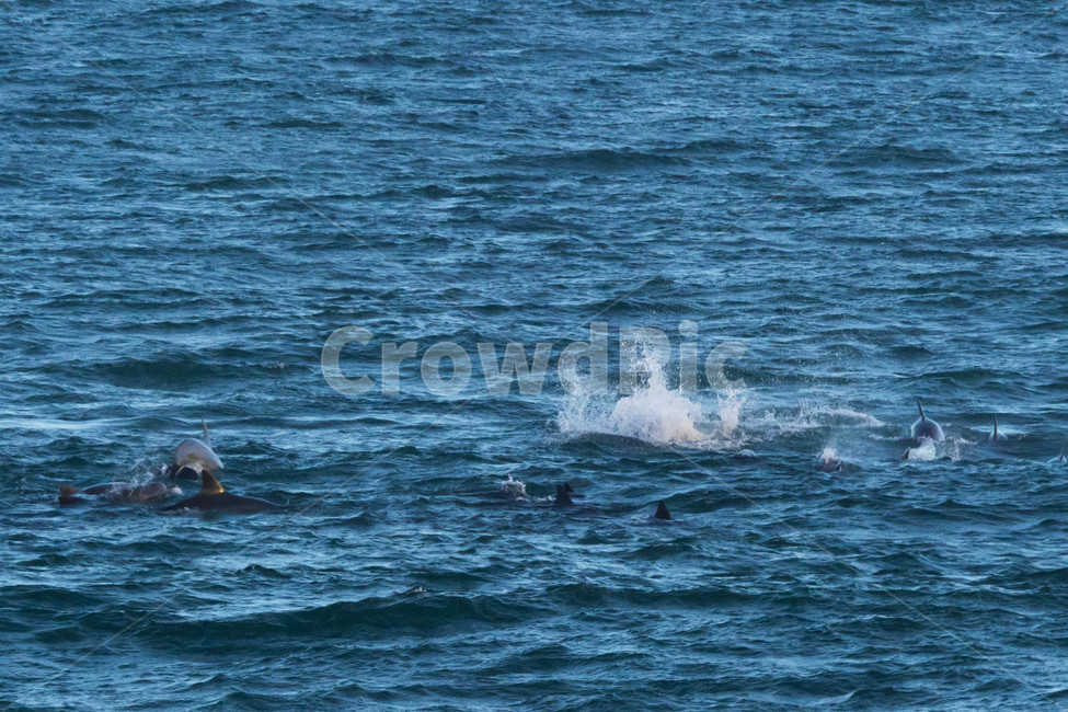 제주도,제주,자연,서귀포,돌고래,동물,바다,동물,animal,포유류,mammal