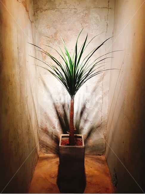 식물,공기정화,조명,인테리어,화분,실내용화초,화분,화초,house plant