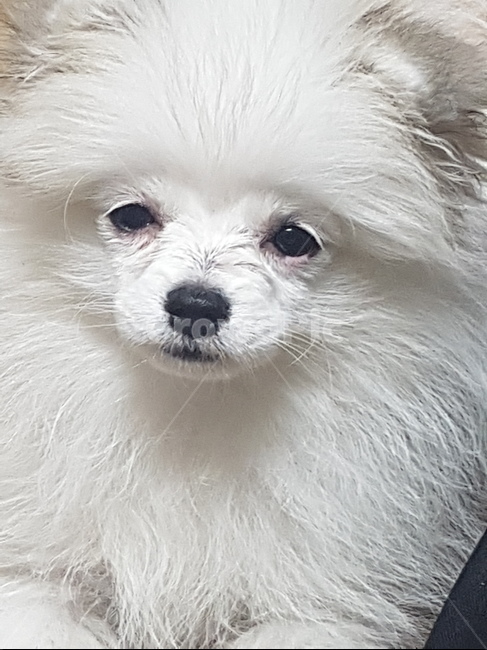 반려견,애완견,반려동물,강아지,개,강아지표정,개표정,dog,puppy,동물,animal,포유류,mammal,개,강아지,dog,doggy