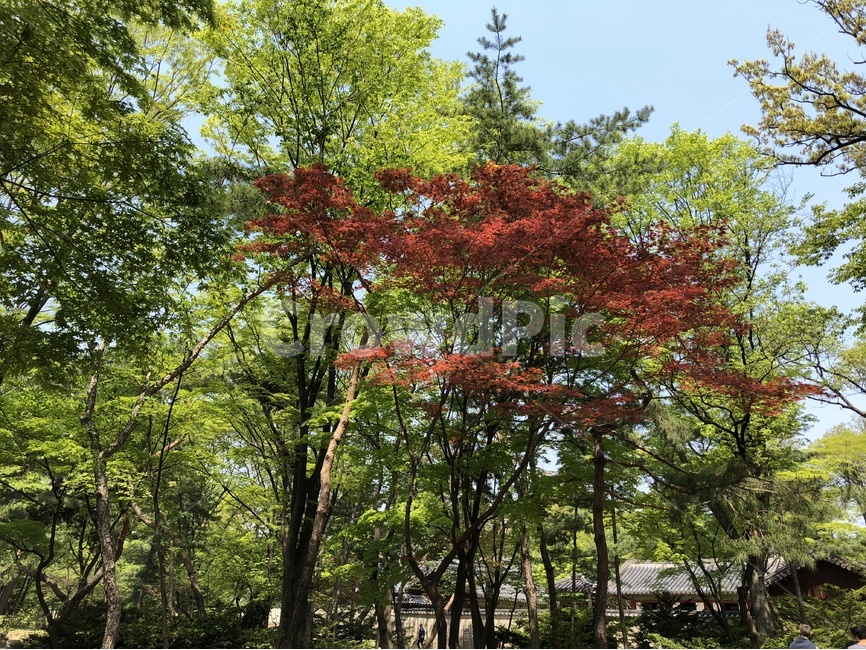 봄,풍경,고궁,자연,한국,자연,풍경,nature,landscape,한국자연풍경,한국자연경관,korea nature landscape,식물,plants,나무,trees,wood,tree,plant