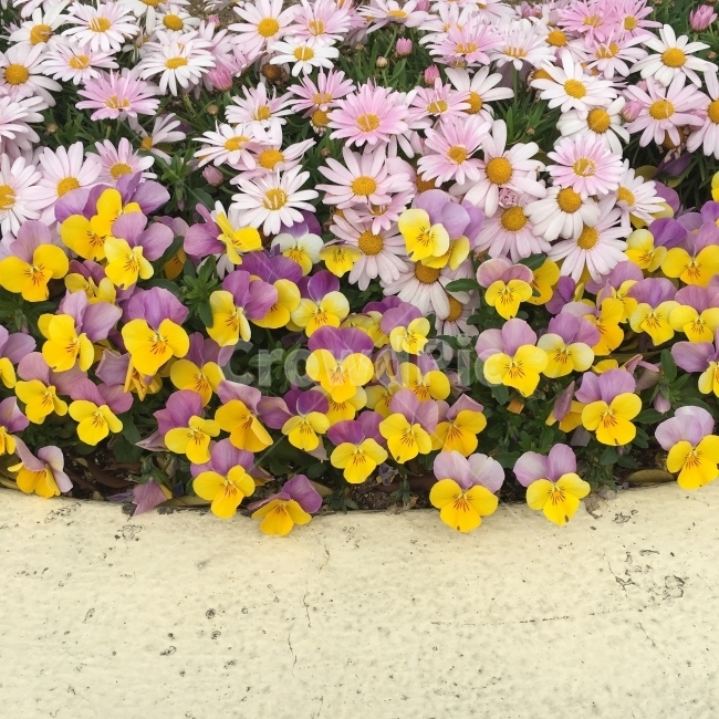 꽃,flower,yellow,국화,꽃송이,식물,자연,plants,nature,꽃,flower