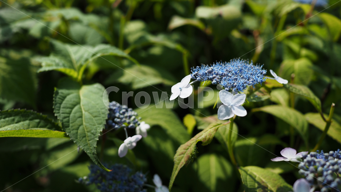 야생화,꽃,green,wildflower,flowers,park,공원