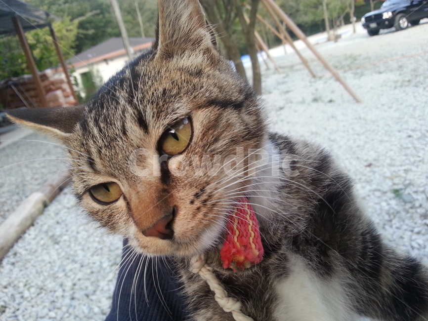 동물,고양이,animal,cat,애완동물,pet