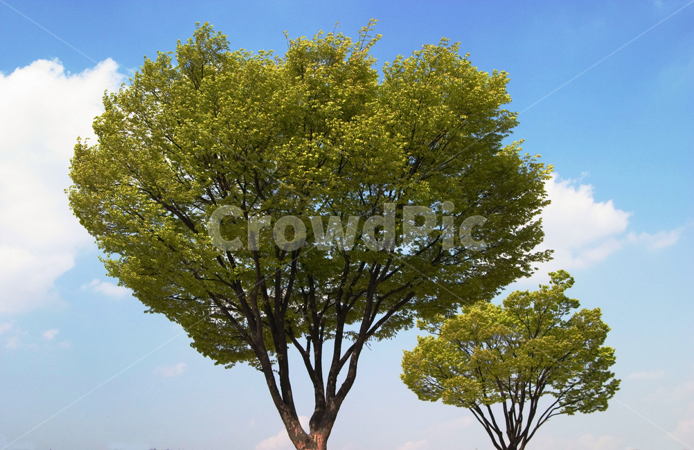 나무,두나무,화창,맑음,구름,파란하늘,녹색,풍경,여름,tree,green,clean,sunny,clear,cloud,bright,blue,아름다운,summer,자연,plantsnature,배경