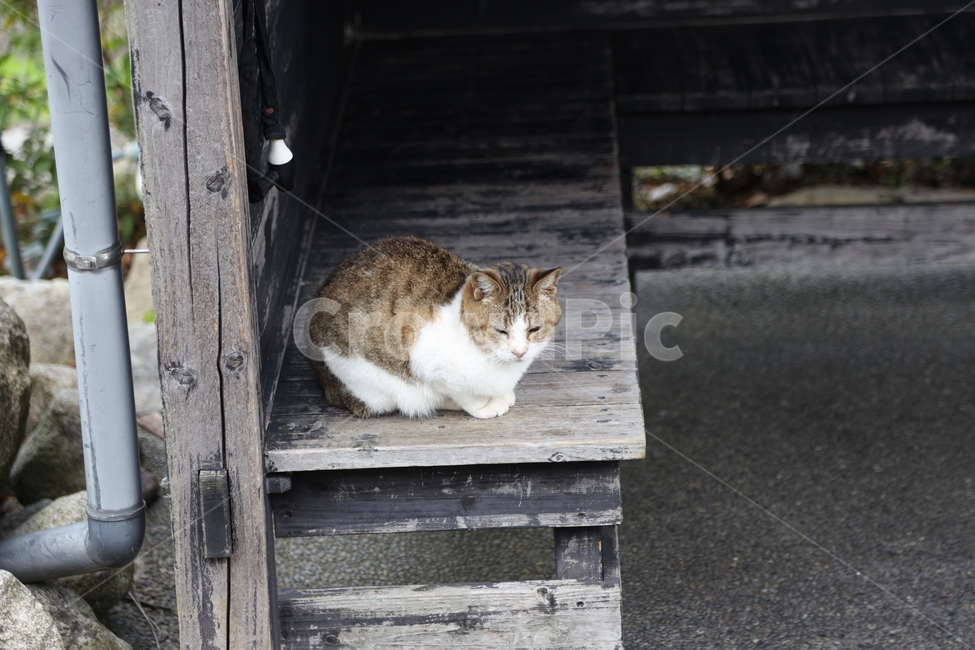 고양이,냥이,귀여움,온순한,나무의자,얌전한,동물,아기고양이,네코,영물,동물,animal,포유류,mammal,고양이,cat,kitten,kitty