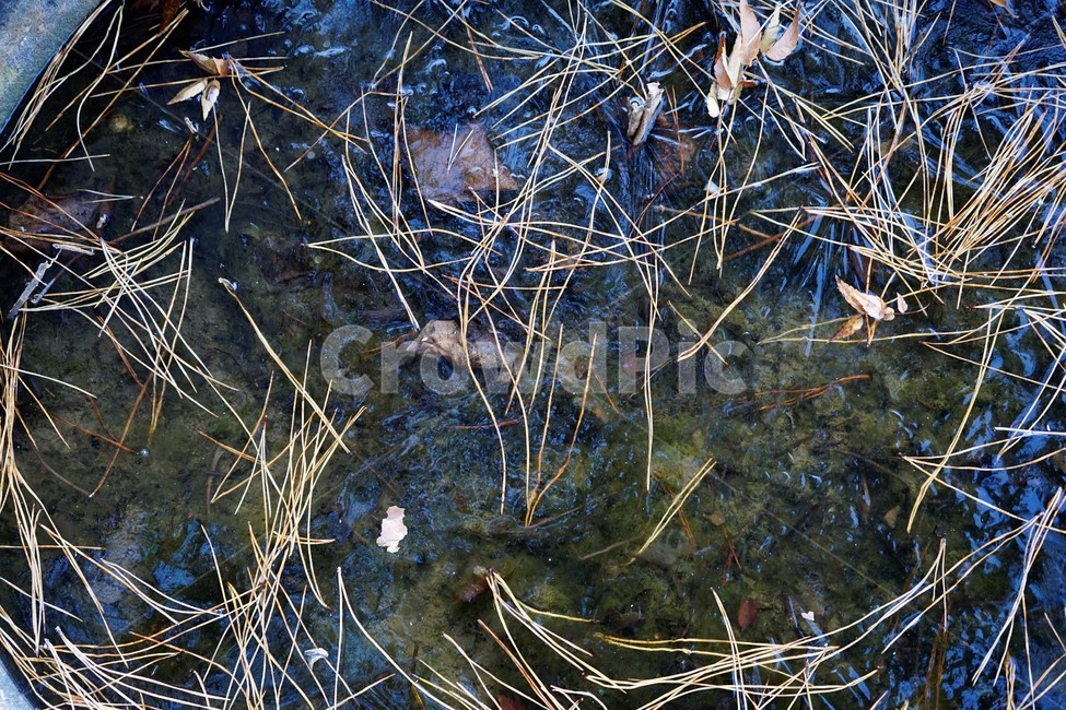 식물,얼음,겨울,추위,솔잎,nature,자연,water,물,식물,자연,plants,nature