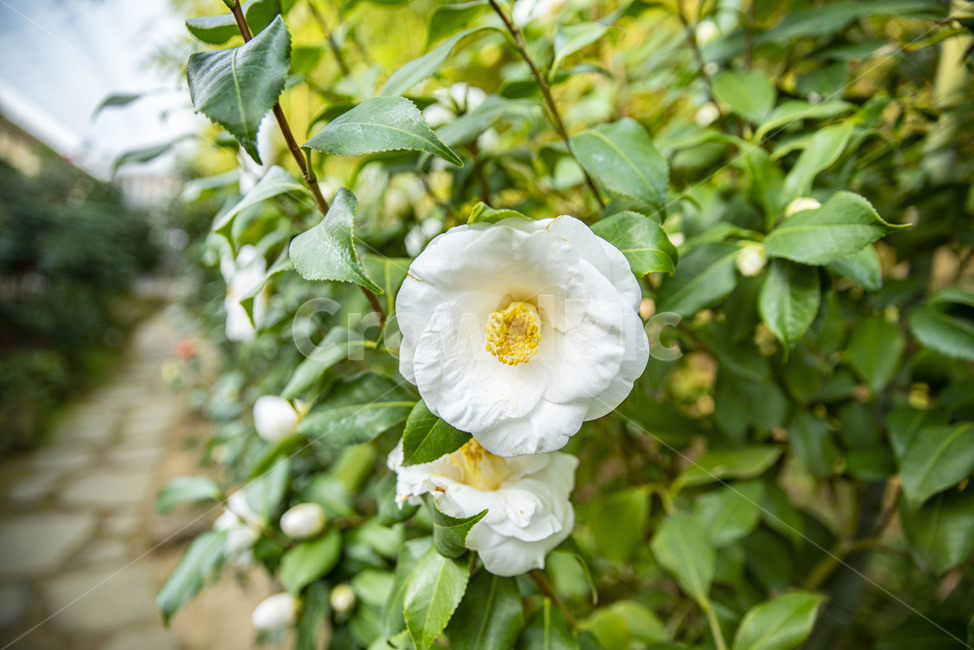 꽃,동백,겨울꽃,동백꽃,식물,이화원,식물원,꽃,flower