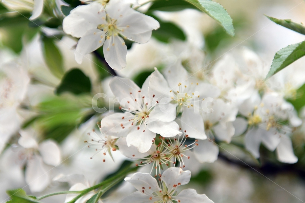 이팝나무꽃,꽃,봄,하얀꽃,플라워은,봄,계절,spring,season,식물,자연,plants,nature,꽃,flower,plant,blossom