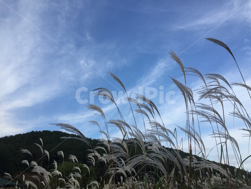 자연,하늘,억새,nature,silvergrass,가을,계절,fall,autumn,season,grass,잔디,plant,식물,lawn,reed,갈대