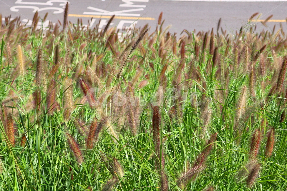 수크령,길갱이,랑미초,식물,벼과,벼과식물,자연,식물,자연,plants,nature
