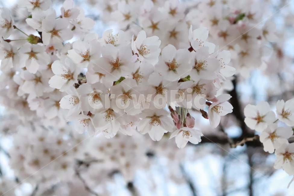 벚꽃,식물,벚꽃나무,자연,봄,봄,계절,spring,season,식물,자연,plants,nature,꽃,flower,plant,blossom