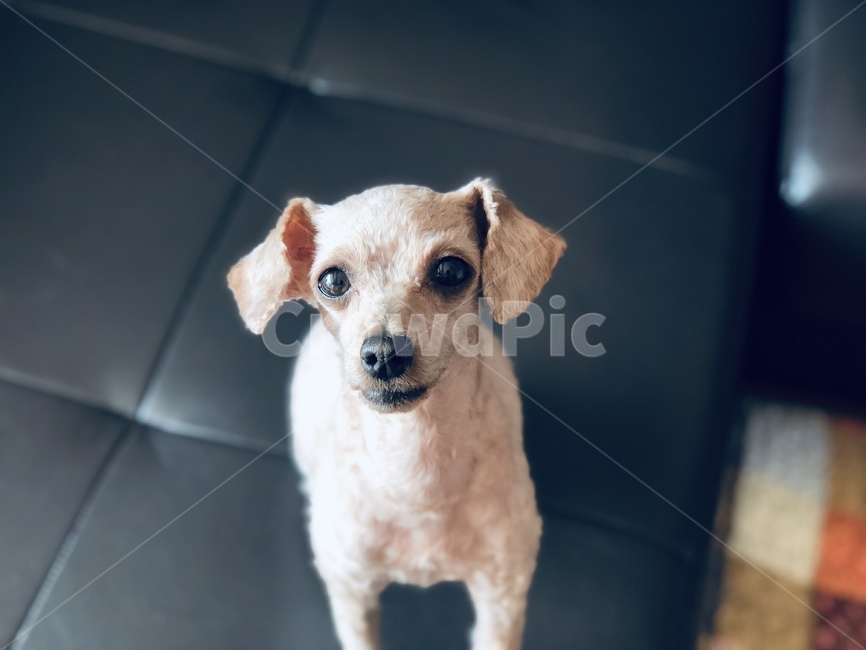 반려동물,강아지,귀여움,앉아,아련함,푸들,푸들털,곱슬,동물,animal,포유류,mammal,개,강아지,dog,doggy