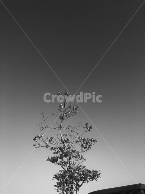 나무,nature,outdoors,옥외,feeling,흑백사진,흑백,tree,나뭇가지,공원,하늘,sky,흑백,모노톤,monochrome,black and white