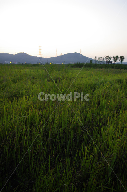 생태공원,풍경,풀,하늘,노을,자연,풍경,nature,landscape,outdoors,옥외,grassland,목초지,field,들,green,초록