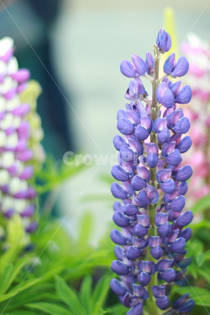 꽃,봄꽃,식물,flower,plants,봄,계절,spring,season,식물,자연,plants,nature,꽃,flower,plant,blossom