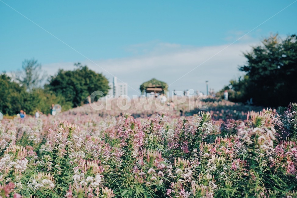 꽃,하늘,풍경,풍접초,올림픽공원,들꽃마루,자연,풍경,nature,landscape,식물,plants,꽃,flower,감성,sensible,feeling,plant