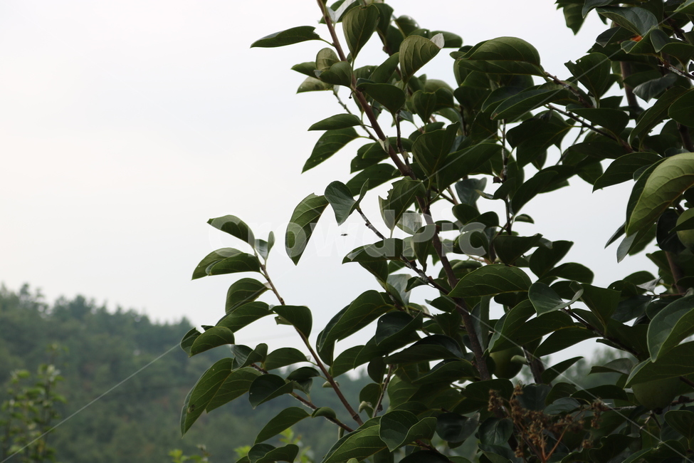 나무,나뭇잎,초록,tree,green,leaves,식물,자연,plants,nature