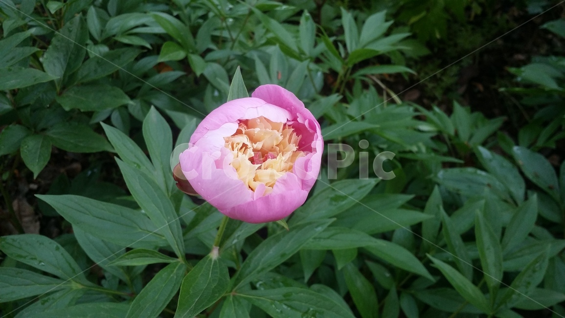 꽃,자연,개화,분홍,예쁜,식물,자연,plants,nature,꽃,flower