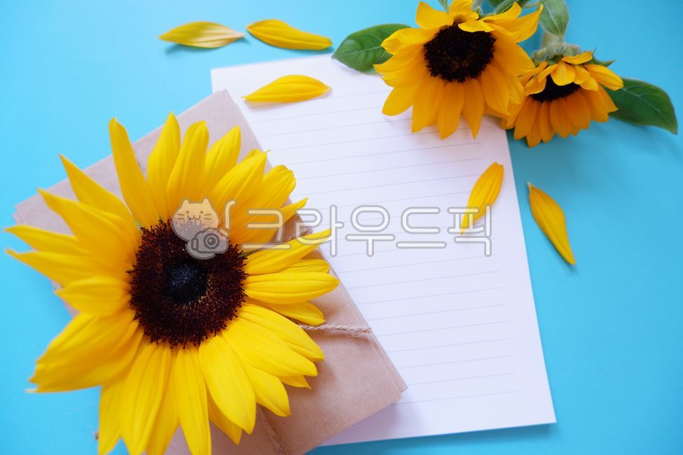 floral,yellow,message,sunflower,summer,flower,summer background,summergreeting,writing pad,blue,paper,sunflower background,letter,sunflower flower,flower background,summer flowers,Sky blue,colorful