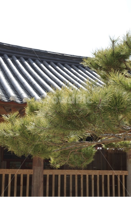 한옥,기와,한국적인,전통적,소나무,한국전통,한국문화,korean traditional,korean culture,식물,자연,plants,nature,나무,trees,wood
