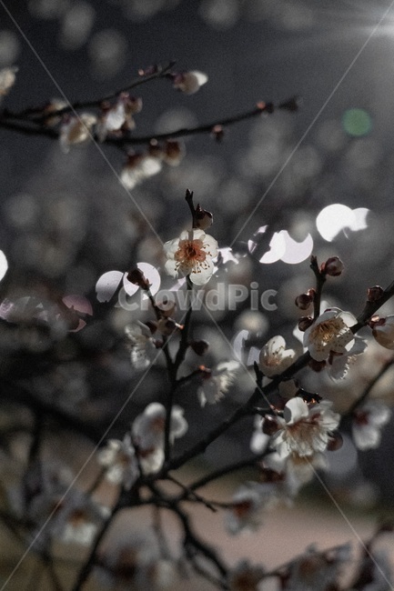 봄,매화,꽃,flower,보케