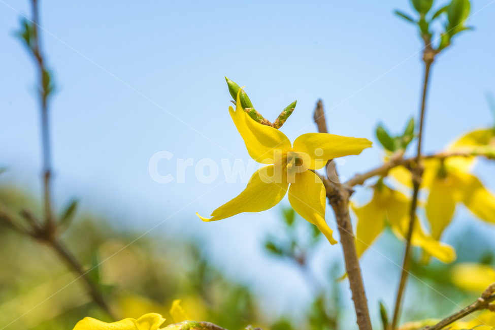 봄,개나리,꽃,자연,풍경,spring,flower,nature,beauty,봄,계절,spring,season,식물,자연,plants,nature,꽃,flower,plant