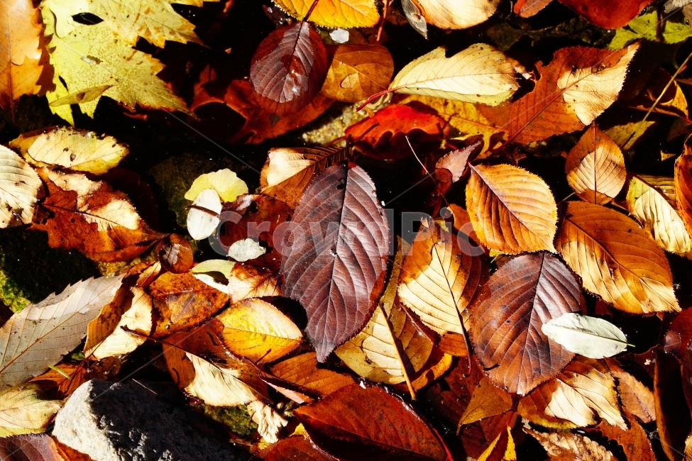 가을,낙엽,계절,fall,autumn,자연,nature,감성,느낌,feel,season,이파리,쓸쓸한,쓸쓸하다,쌀쌀하다,쌀쌀한,춥다,추운,단풍,은행잎,단풍잎,컨셉,콘셉,concept,11월,한국자연,잎사귀,식물,plants,가을,계절,fall,autumn,season,식물,자연,plants,nature,plant,leaf,잎,veins,정맥,fungus,진균류