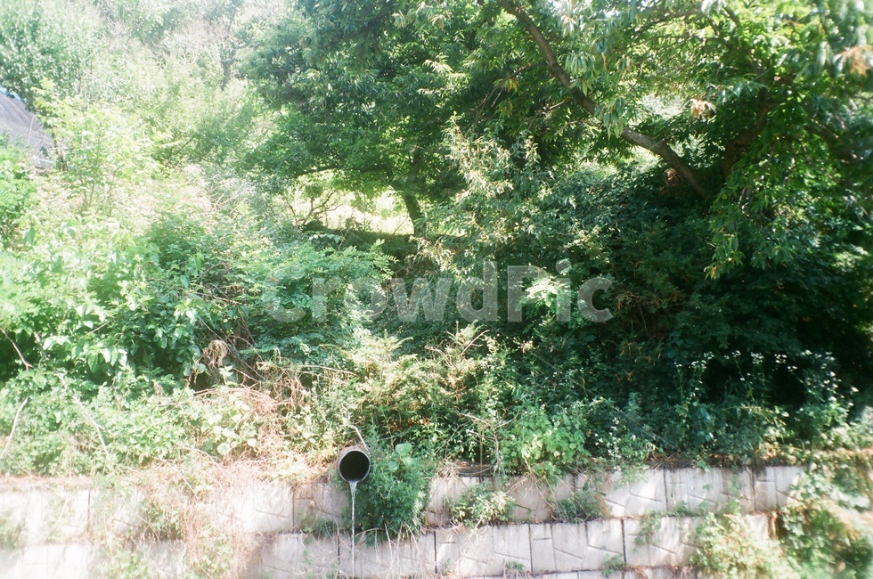 자연,시골,여름,식물,청정,나무,햇살,초록,green,nature,plants,countryside,trees,여름,계절,summer,season,자연,풍경,nature,landscape,outdoors,옥외