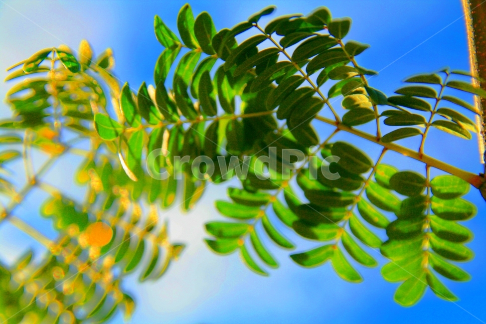 자연,분위기,접사,식물,해외,식물,자연,plants,nature