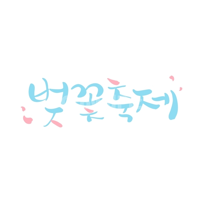 벚꽃,축제,꽃,봄,캘리,봄캘리,캘리그라피,손글씨,붓글씨,봄,계절,spring,season,누끼,remove background,캘리그라피,손글씨,calligraphy