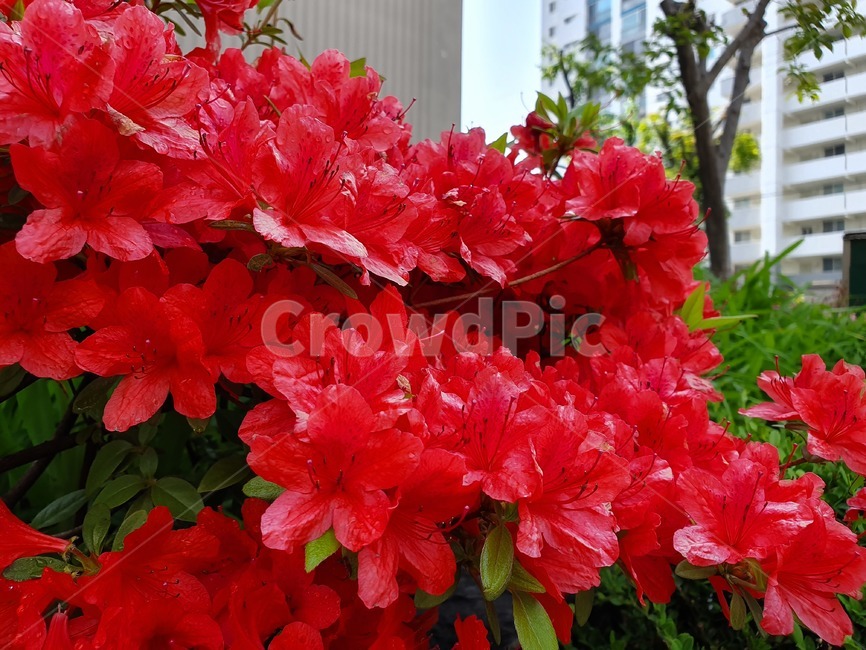 날씨,꽃,도심속꽃,꽃공원,꽃장식,식물,자연,plants,nature,꽃,flower