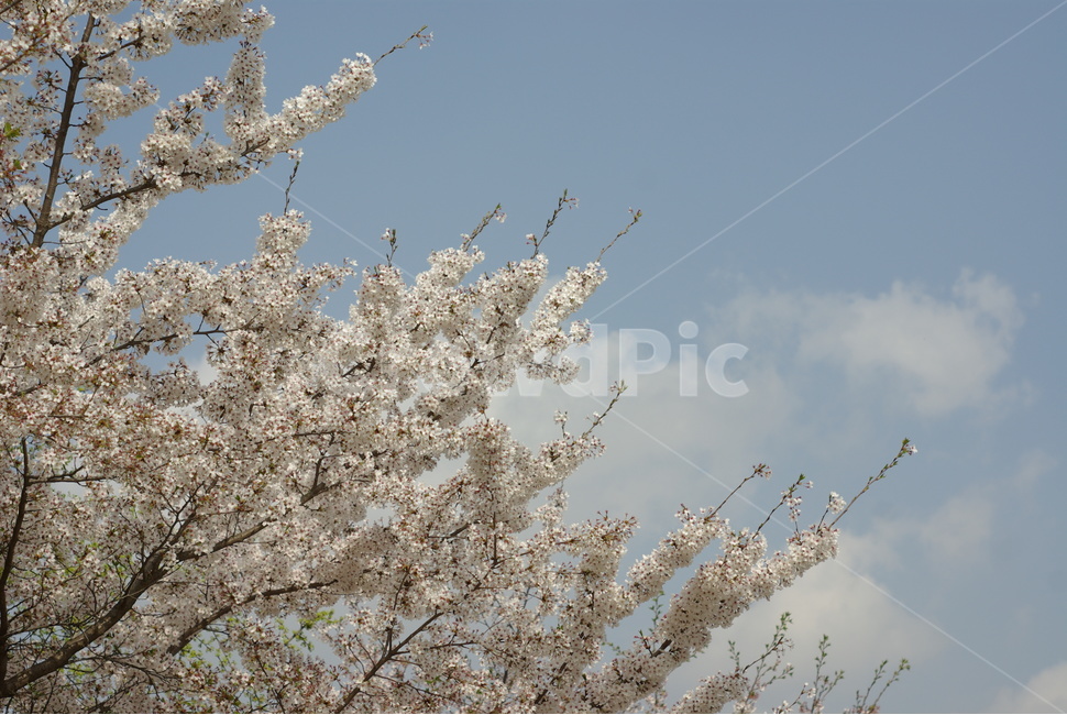 벚꽃,봄,꽃,흰벚꽃,cherryblossoms,하늘과벚꽃,sky,봄,계절,spring,season,자연,풍경,nature,landscape,plant,식물,flower,blossom,cherry blossom