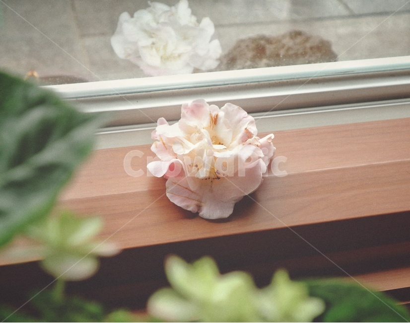 봄,꽃,동백꽃,flower,spring,감성,봄,계절,spring,season,식물,자연,plants,nature,꽃,flower,감성,sensible,feeling,plant,blossom,petal,꽃잎