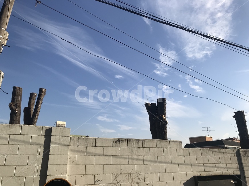 은행나무,맑은하늘,가치지기된나무,겨울하늘,겨울나무,조각구름