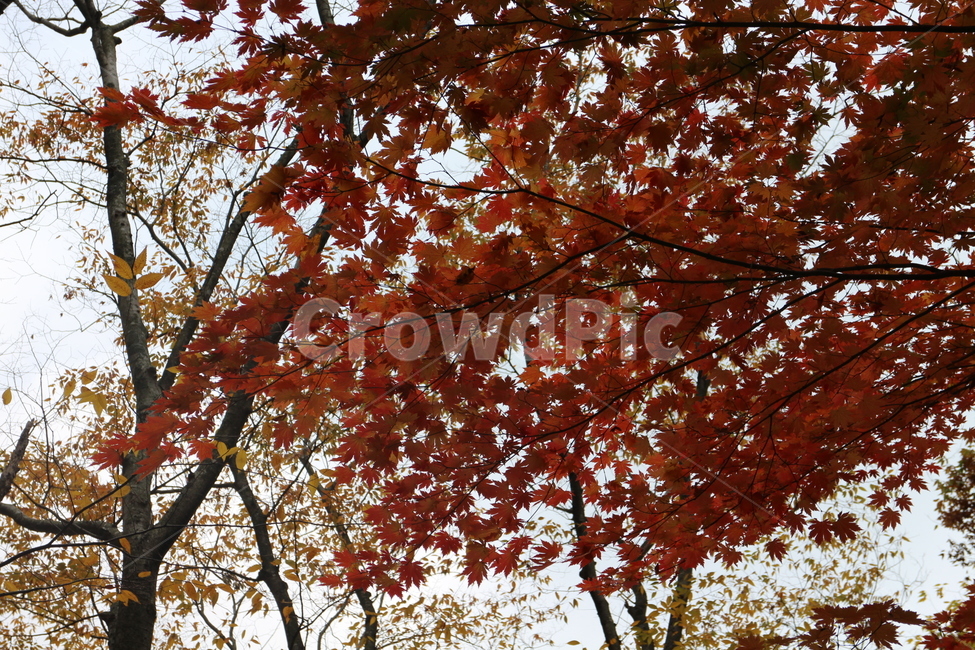가을,단풍,full,maple,나무,단풍나무,울긋불긋,가을풍경,가을,계절,fall,autumn,season,leaf,잎,plant,식물,tree