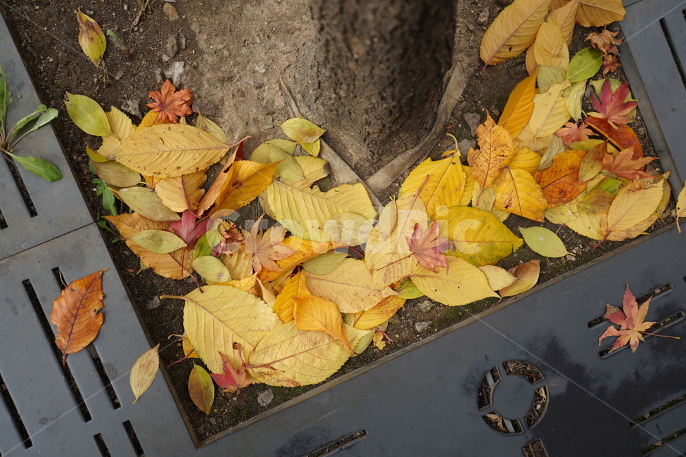낙엽,단풍,길거리,보도블럭,도로,가을,계절,fall,autumn,season,leaf,잎,plant,식물