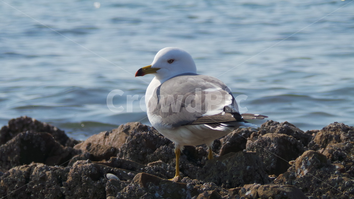 갈매기,새,조류,동물,bird,동물,animal,조류,새,birds