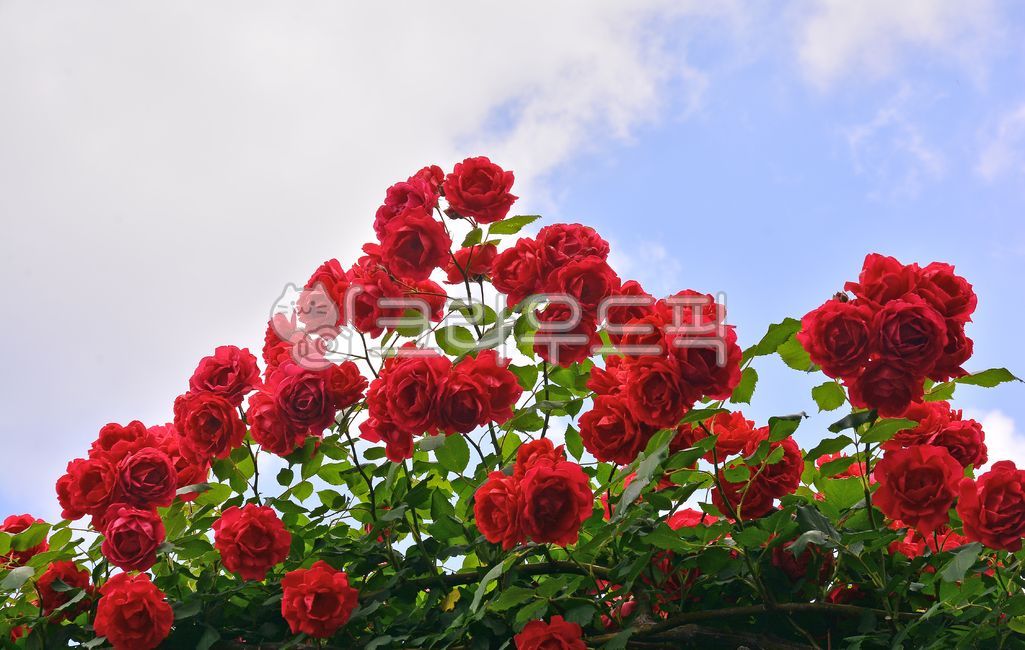 장미꽃,로즈,roseflowers,꽃,5월의여왕,장미의계절,계절,플라워,5월의장미꽃,장미축제,원예종꽃,식물,관상용꽃,5월의꽃,6월의꽃,분홍색장미꽃,빨간색장미꽃,장미꽃밭,가든,화원,장미정원,꽃밭,redrose