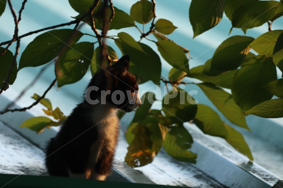 고양이,길고양이,새끼고양이,동물,포유류,냥,냥이,길냥이,cat,animal,animals,귀여움,cute,동물,animal,포유류,mammal,고양이,cat,kitten,kitty